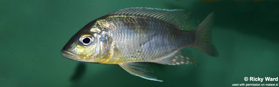 Ctenopharynx pictus (unknown locality)