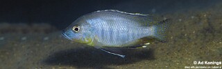 Ctenopharynx pictus &#39;Likoma Island&#39;