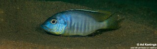 Ctenopharynx pictus &#39;Liwani
