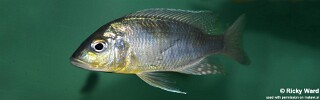 Ctenopharynx pictus (unknown locality)