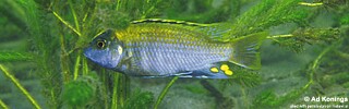 Cyathochromis obliquidens &#39;Chiloelo&#39;