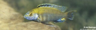 Cyathochromis obliquidens &#39;Cobwe&#39;