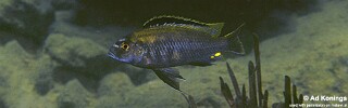 Cyathochromis obliquidens &#39;Narungu&#39;