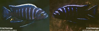 Cynotilapia afra Cynotilapia sp. &#39;black eastern&#39;