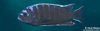Cynotilapia afra &#39;Chiwi Rocks&#39;