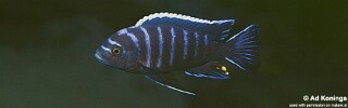 Cynotilapia afra &#39;Gome&#39;