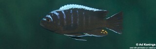 Cynotilapia afra &#39;Machili Island&#39;