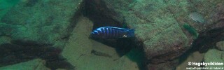 Cynotilapia afra &#39;Masinje&#39;