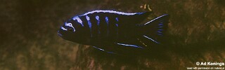 Cynotilapia afra &#39;Meponda&#39;