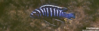 Cynotilapia afra &#39;Nkhungu Point&#39;