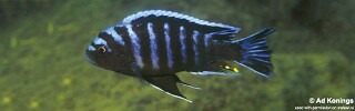 Cynotilapia afra &#39;Undu Reef&#39;