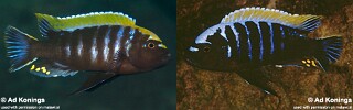 Cynotilapia aurifrons Cynotilapia sp. &#39;mbamba&#39;