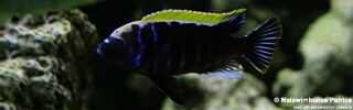 Cynotilapia aurifrons &#39;Chilumba&#39;