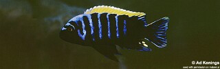 Cynotilapia aurifrons &#39;Chitande Island&#39;