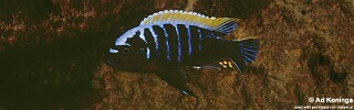 Cynotilapia aurifrons &#39;Kakusa&#39;