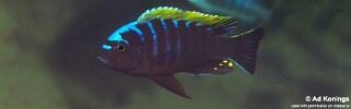 Cynotilapia aurifrons &#39;Lundu&#39;