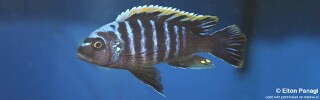 Cynotilapia aurifrons &#39;Lushununu&#39;