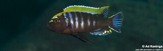 Cynotilapia aurifrons &#39;Luwino Reef&#39;