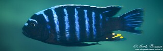 Cynotilapia aurifrons &#39;Matambukira Rocks&#39;