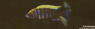 Cynotilapia aurifrons &#39;Mphanga Rocks&#39;