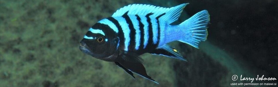 Cynotilapia sp. 'chinyankwazi' Chinyamwezi Island