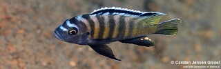 Cynotilapia sp. &#39;deep skov&#39;