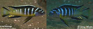 Cynotilapia sp. &#39;elongatus chitimba&#39;