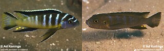 Cynotilapia sp. &#39;elongatus chitimba&#39; Chitimba Bay Deep