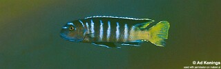 Cynotilapia sp. &#39;elongatus mbenji blue&#39;