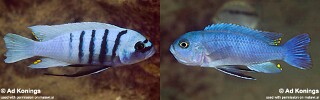 Cynotilapia sp. &#39;hara&#39;