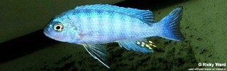 Cynotilapia sp. &#39;iwera&#39; Manda