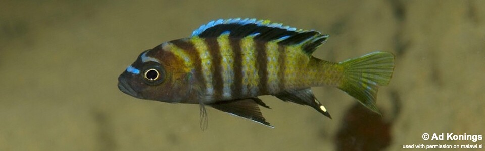 Cynotilapia sp. 'lion ntekete' Malopa