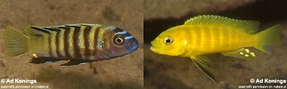Cynotilapia sp. &#39;lion ntekete&#39; Pseudotropheus sp. &#39;dwarf gold&#39; Pseudotropheus sp. &#39;dumpy&#39; (misidentification)