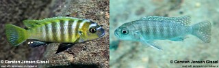 Cynotilapia sp. &#39;lion ntekete&#39; Border