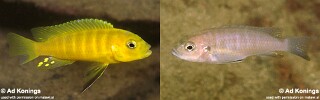 Cynotilapia sp. &#39;lion ntekete&#39; Liwani