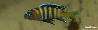 Cynotilapia sp. &#39;lion ntekete&#39; Malopa