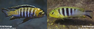 Cynotilapia sp. &#39;lion&#39;