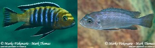 Cynotilapia sp. &#39;lion&#39; Cape Kaiser