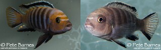 Cynotilapia sp. &#39;lion&#39; Lupingu