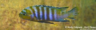 Cynotilapia sp. &#39;lion&#39; Manda