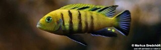Cynotilapia sp. &#39;lion&#39; Sanga
