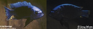 Cynotilapia sp. &#39;maleri&#39;