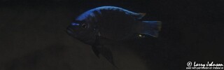 Cynotilapia sp. &#39;maleri&#39; Maleri Island