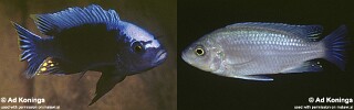 Cynotilapia sp. &#39;maleri&#39; Nakantenga Island