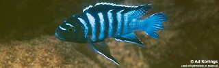 Cynotilapia sp. &#39;ndumbi&#39;