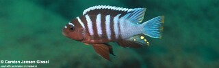 Cynotilapia sp. &#39;zebra deep&#39;