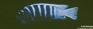 Cynotilapia sp. &#39;blue black&#39; Chinyamwezi Island