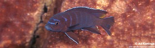 Cynotilapia sp. &#39;elongatus ndumbi&#39; Ndumbi Rocks
