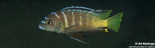 Cynotilapia sp. &#39;lion chinyankwazi&#39; Chinyankwazi Island