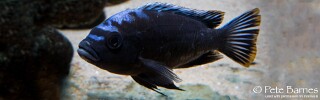 Cynotilapia sp. 'maleri' Mkondiwa (Nakantenga) Reef.jpg